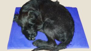 Cama térmica para animales domésticos