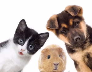 Cama Térmica para animales domésticos HERGA ENERGY