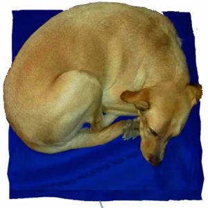 Cama Térmica para animales domésticos HERGA ENERGY